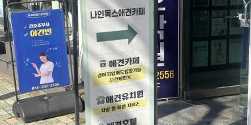 나인독스