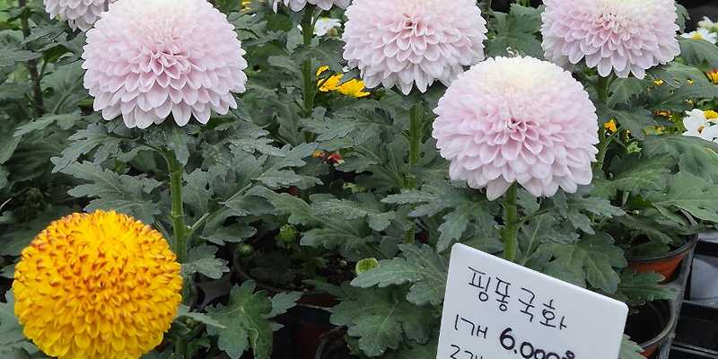 제주시산림조합 나무시장